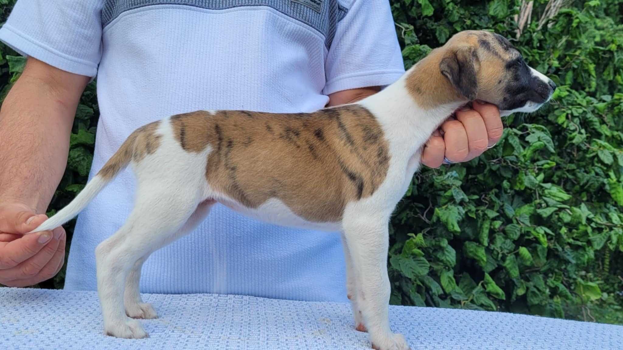 Whippet szczeniak dziewczynka
