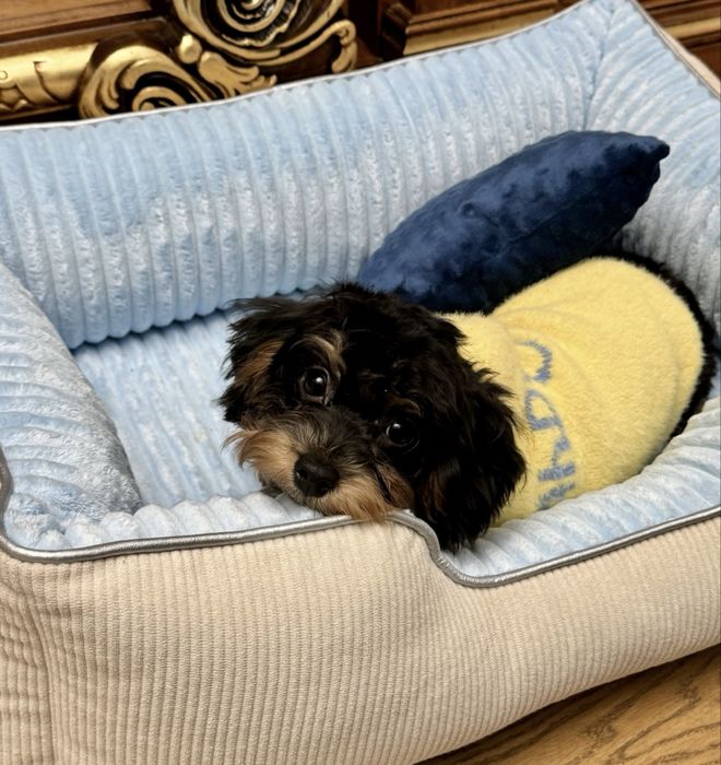 мальтіпу триколор