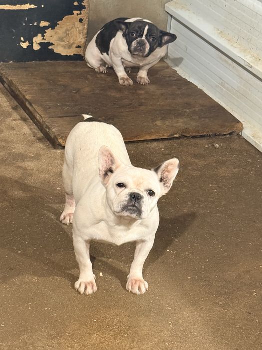 Buldogue Frances Femea