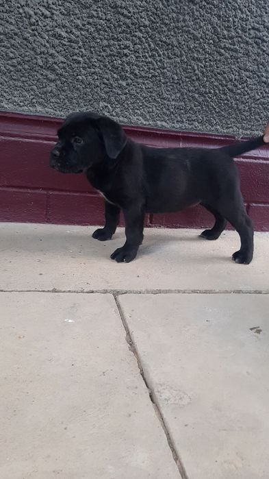 Щинки кане корсо