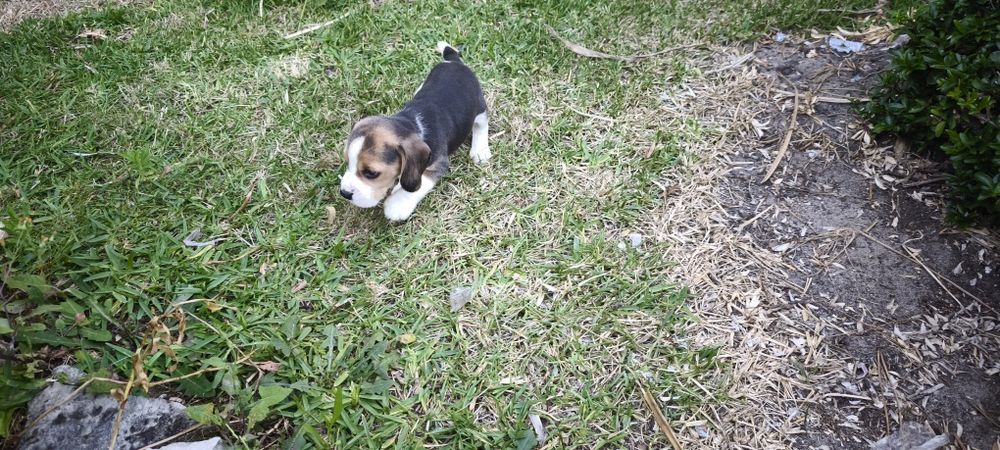beagle criado em ambiente familiar disponível para entrega imediata d