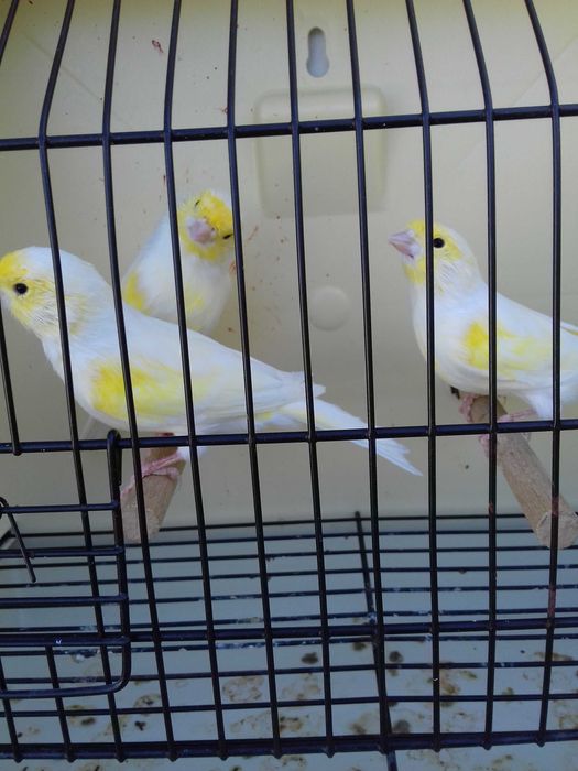 Tenho alguns canarios