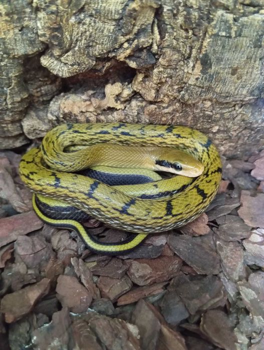 Wąż chiński smugooki het. Platinum