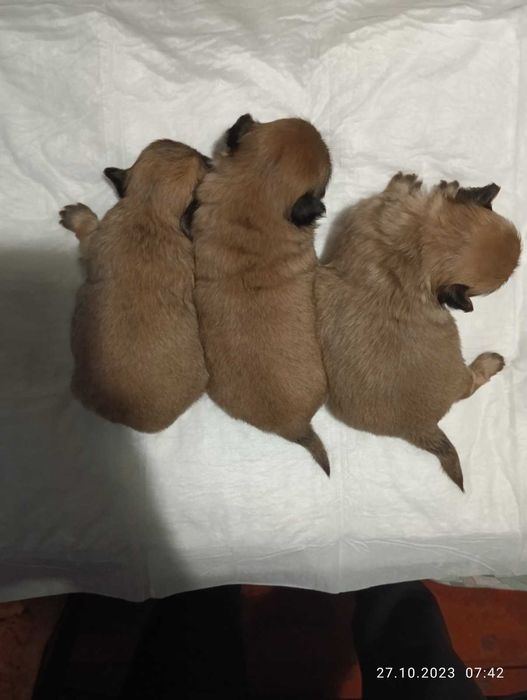 Щенки пекінесики