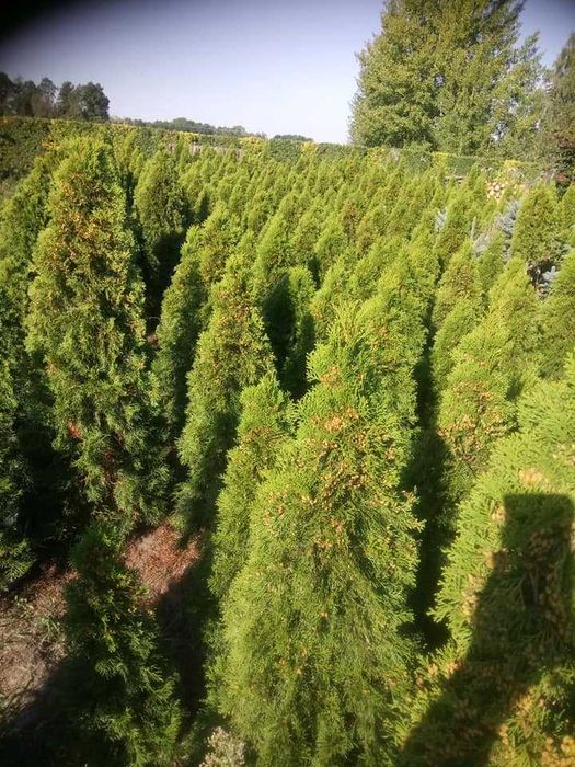 tuja szmaragd 85 do 200 cm ładne tanio