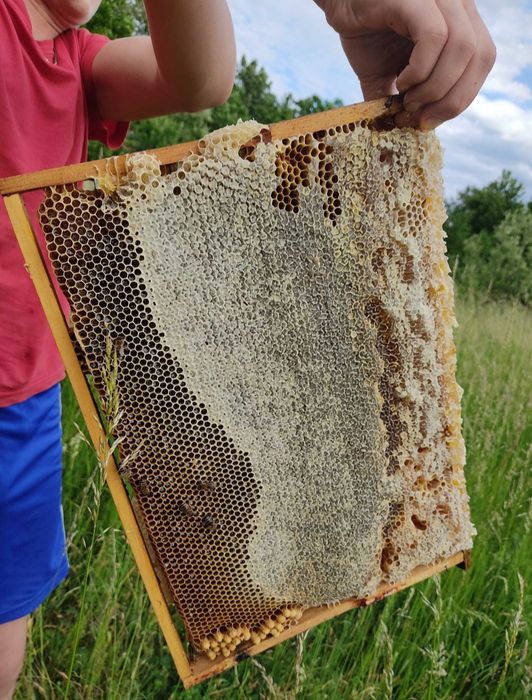 Пчеломатки Бджоломатки Карпатка 2025 бджоло матка матки