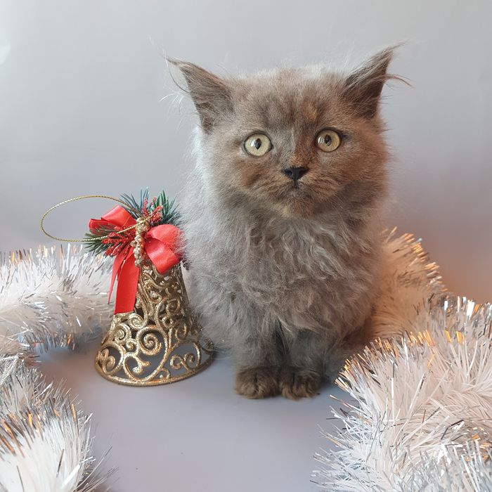 Породисті котики, очікують родину. Питомник кошек Киев Котята, котики.