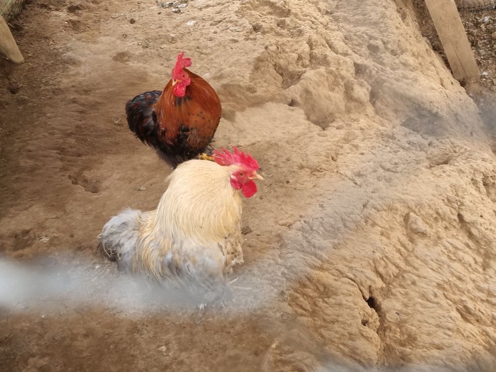 Galo pekin para venda