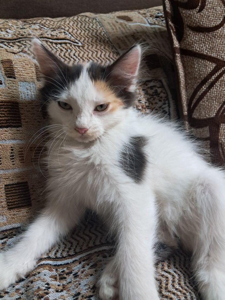 Отдам бесплатно котят