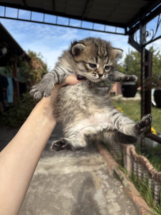 Подарю котят, кошка и кот