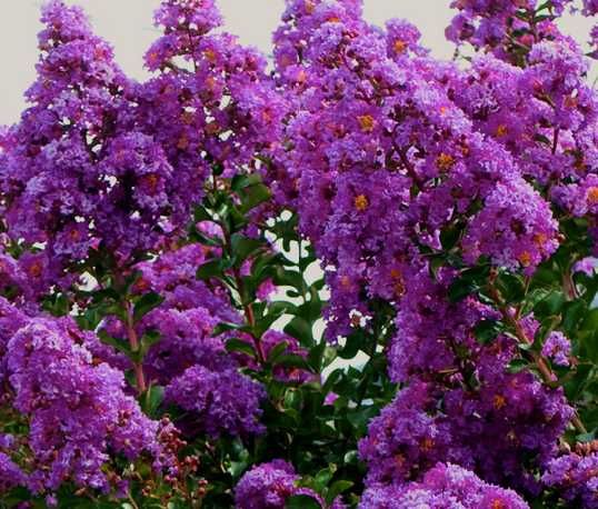 Lagerstremia, Bez Południa, mrozoodporna! B. duże okazy!