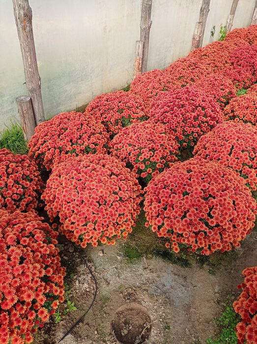 Chryzantemy drobnokwiatowe