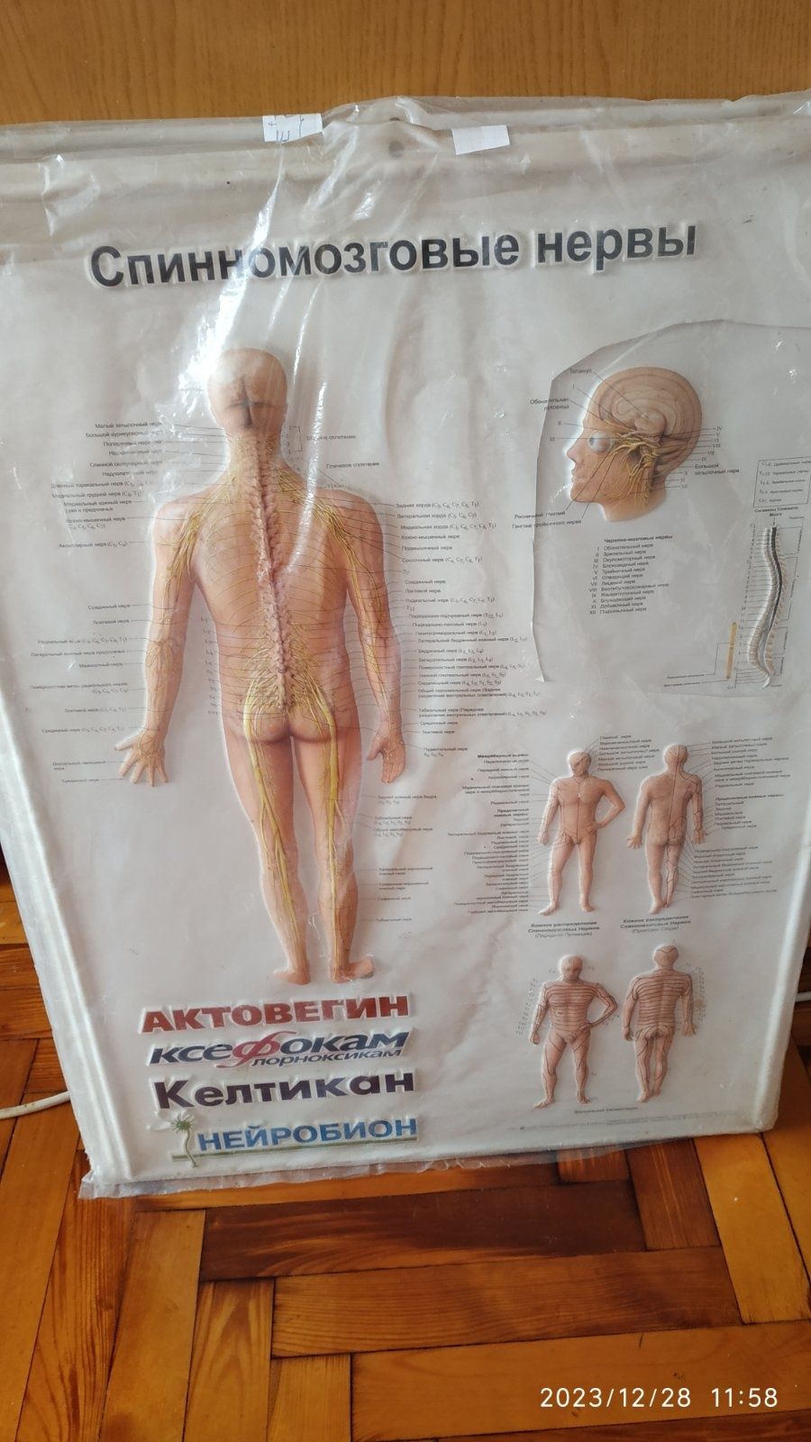 Плакаты медицинские большие текстурные пластиковые строение человека