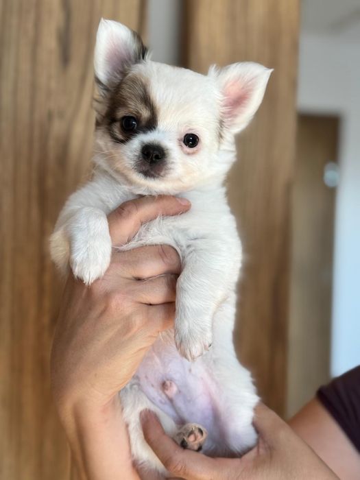 Długowłosy chihuahua