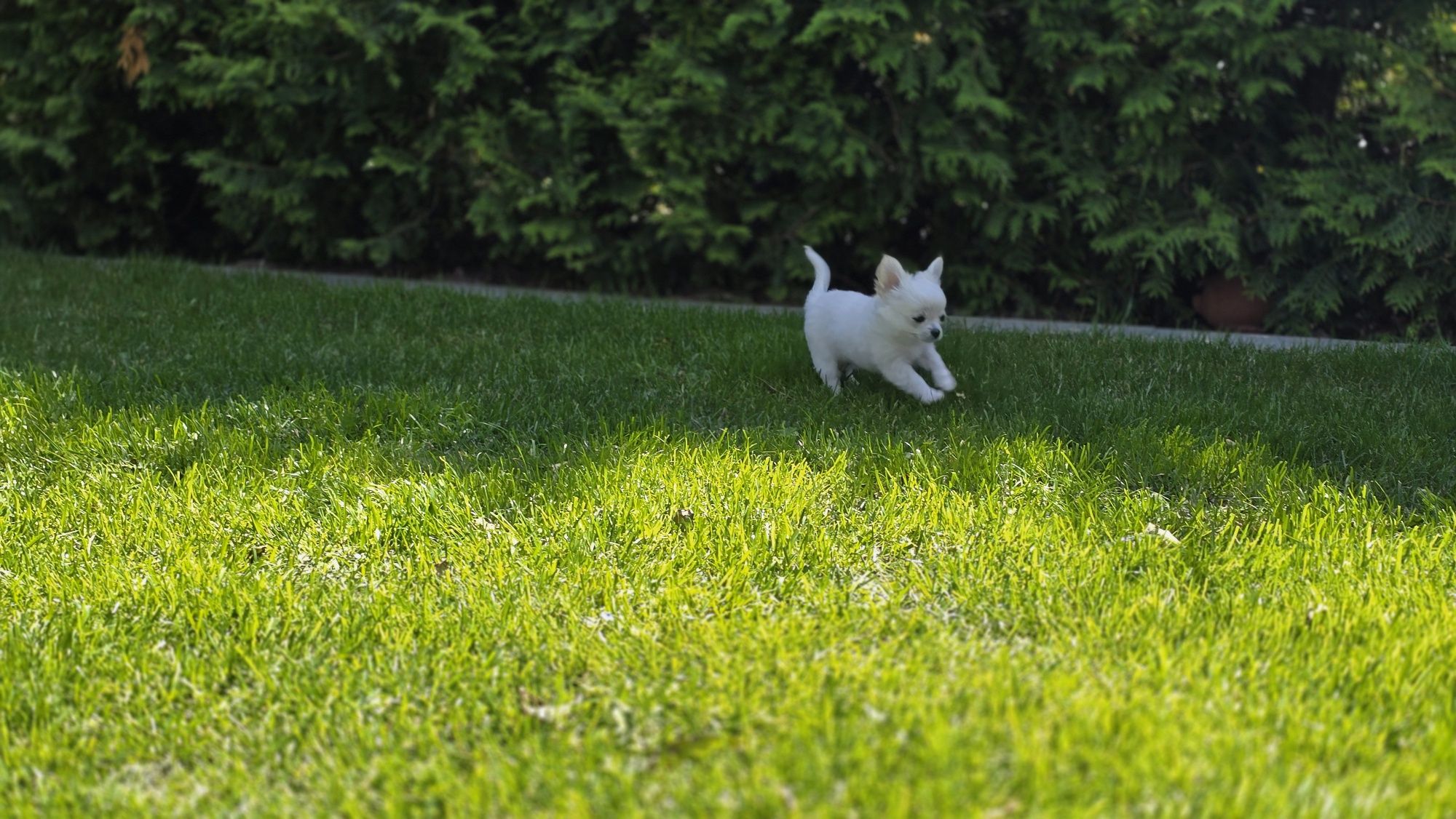 Chihuahua, chłopczyk FCI