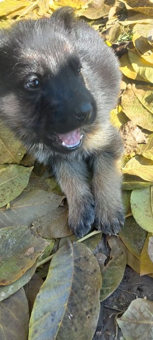 Цуценята німецької вівчарки