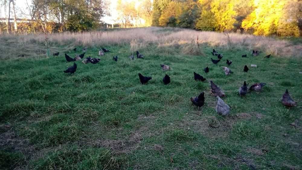 Jajka lęgowe araukana ogoniaste