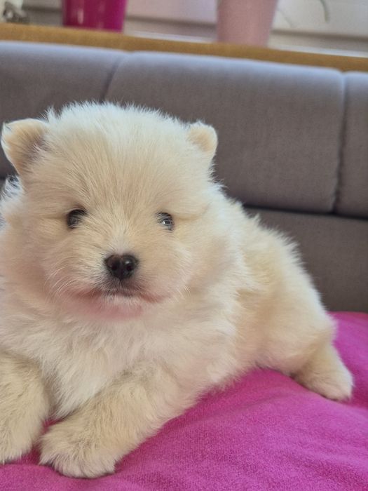 Szpic miniaturowy - odbior 1 GRUDZIEŃ