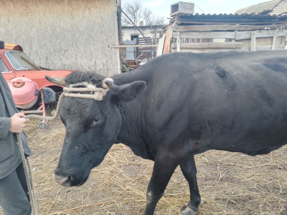 Продам корову на молоко