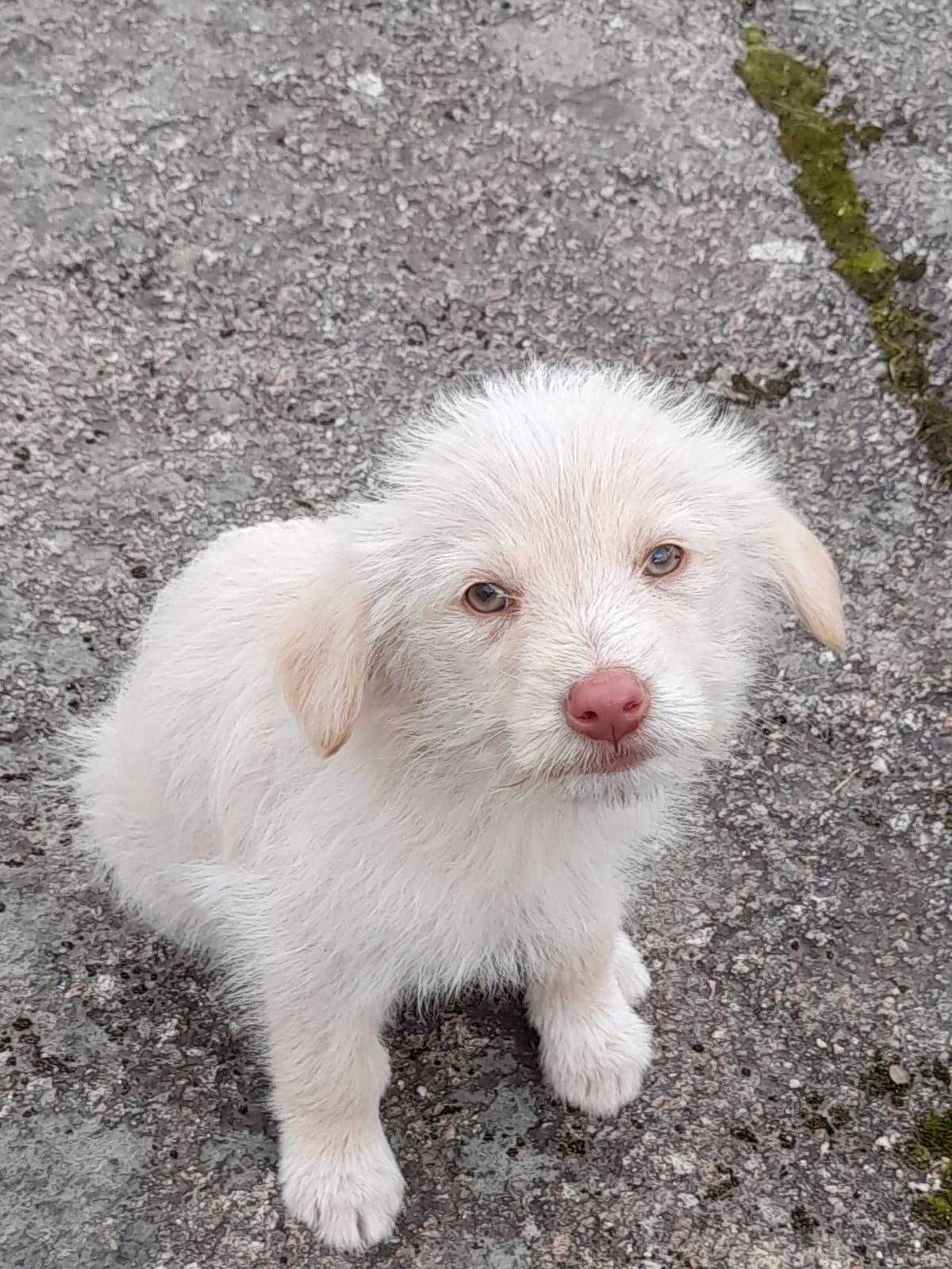 Filhos de cadelinhas de rua (2 meses/3 meses)