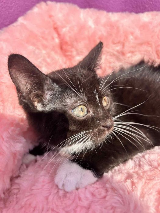 Czarna piękność do adopcji!