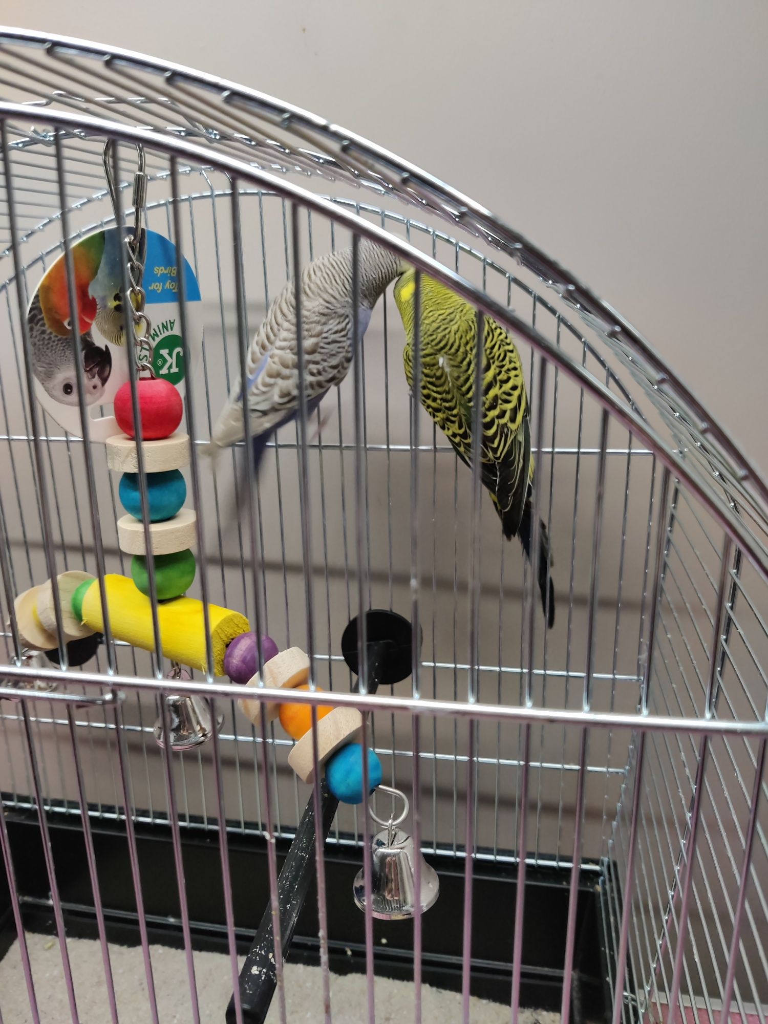 Papugi faliste 2 sztuki z klatką i wyposażeniem