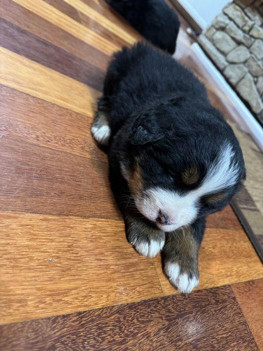 berneński pies pasterski