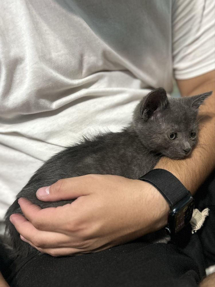 Кошеня, кіт, кішка