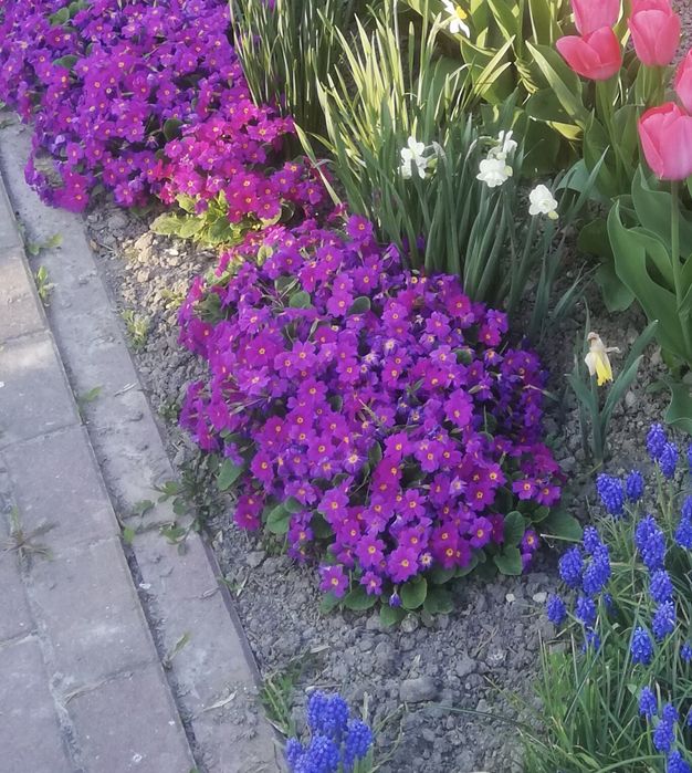 Sadzonki pierwiosnków mix 10 sztuk