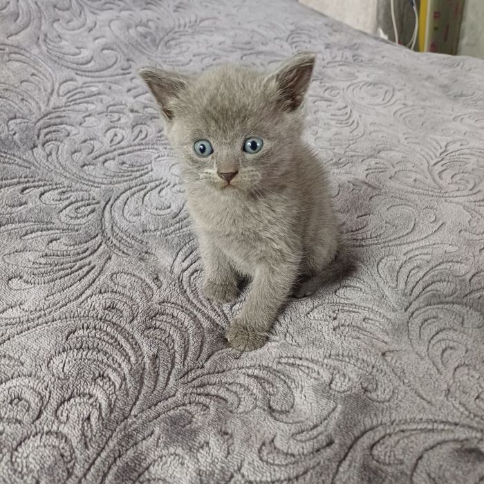 Котик шотланець прямовухий