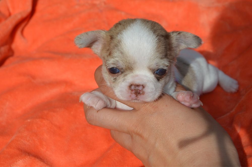 Chihuahua macho mini