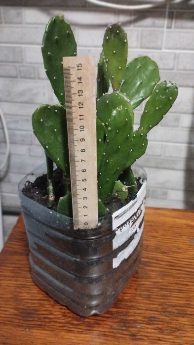 Продам кактус опунція