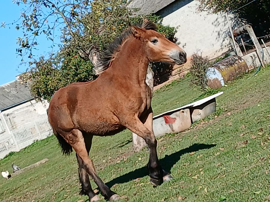 Klacz Źrebica zimnokrwista