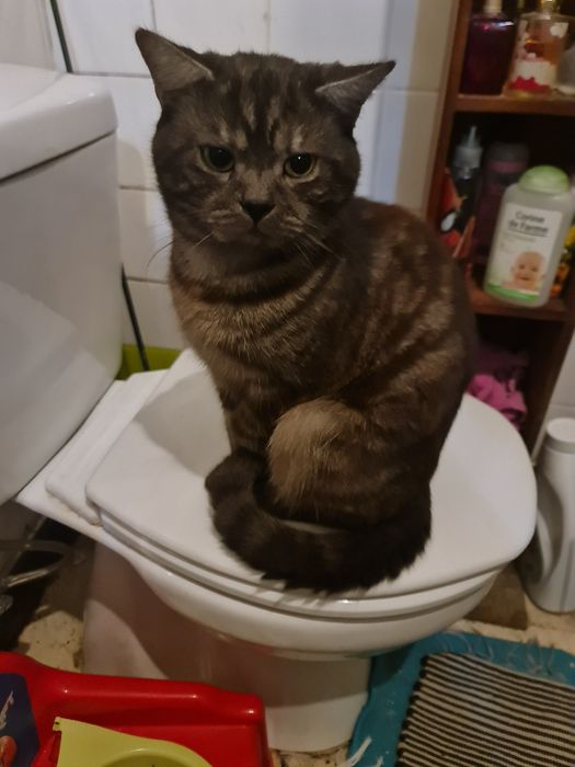 Gatinho lindo com 1 ano e meio