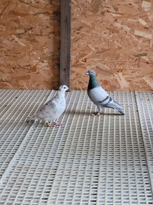 Para gołębi pocztowych.