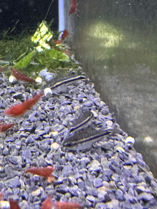 Corydoras Pigmeu