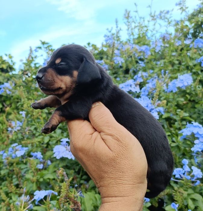 Teckel  preto afogueado