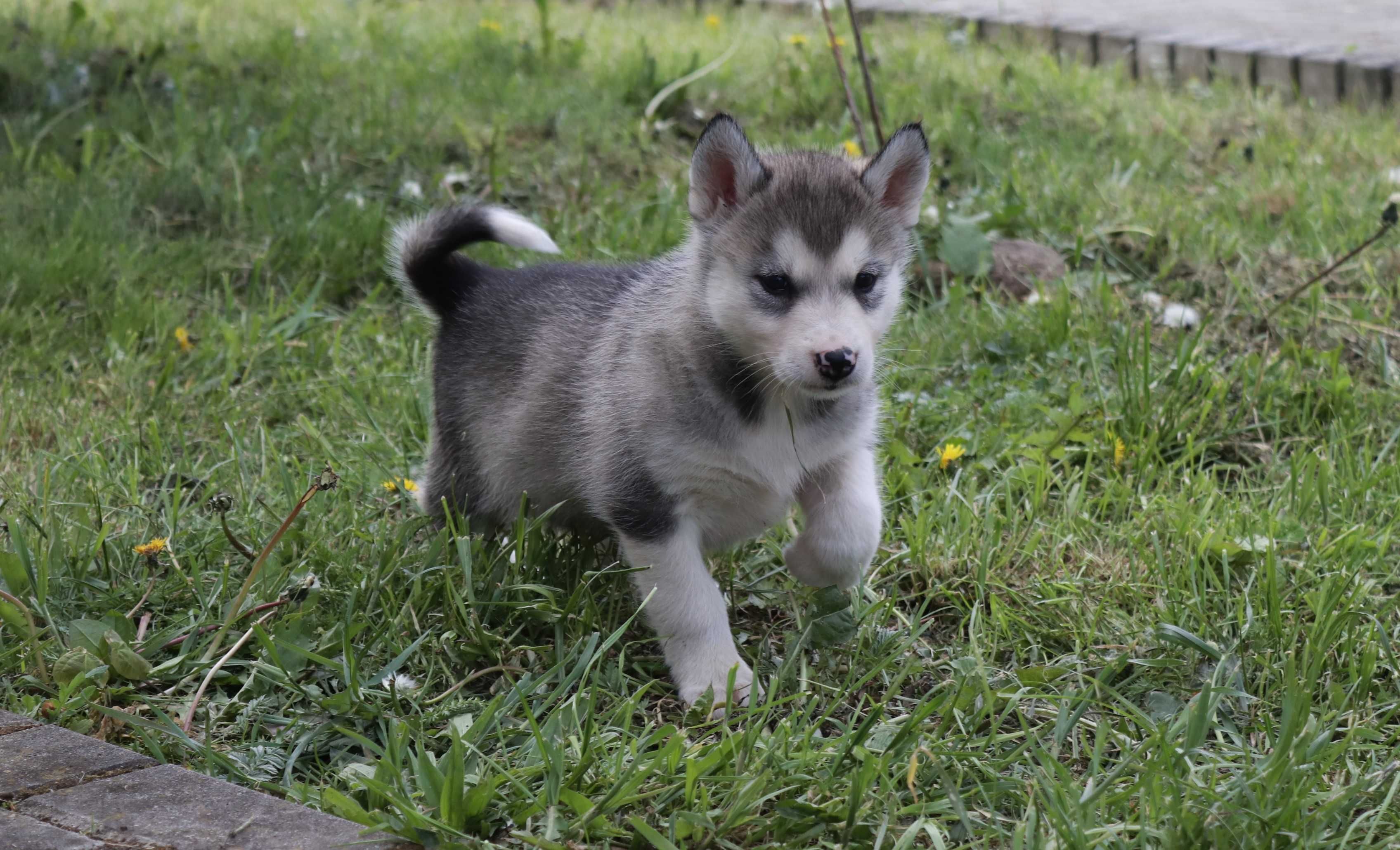 Alaskan Malamute Suczka Mela