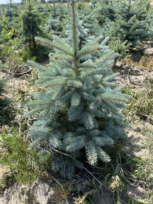 Świerk kłujący 80-120 cm rosnący w donicy