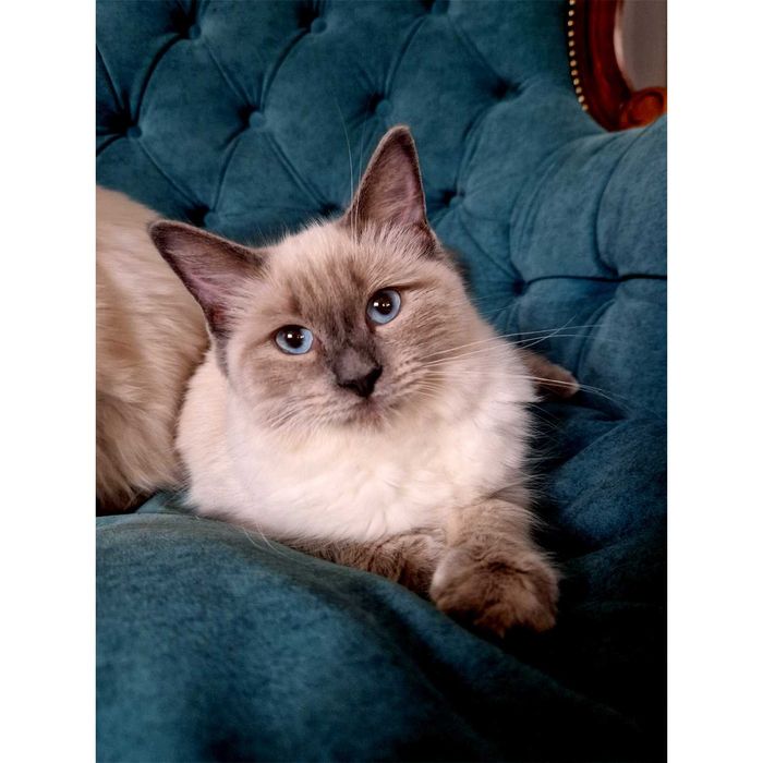 Piękna kotka rasy Ragdoll - Fife/FPL