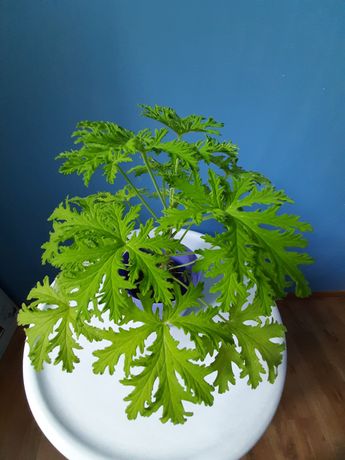Lecznicza roślina: Anginka/Cytrynka/Geranium/ Pelargonia pachnąca