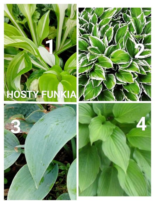 Kwiaty zimujące wieloletnie liliowce mix