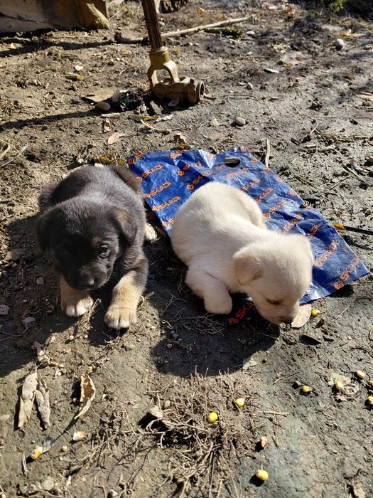 Цуценята метиси,  мама лабрадор