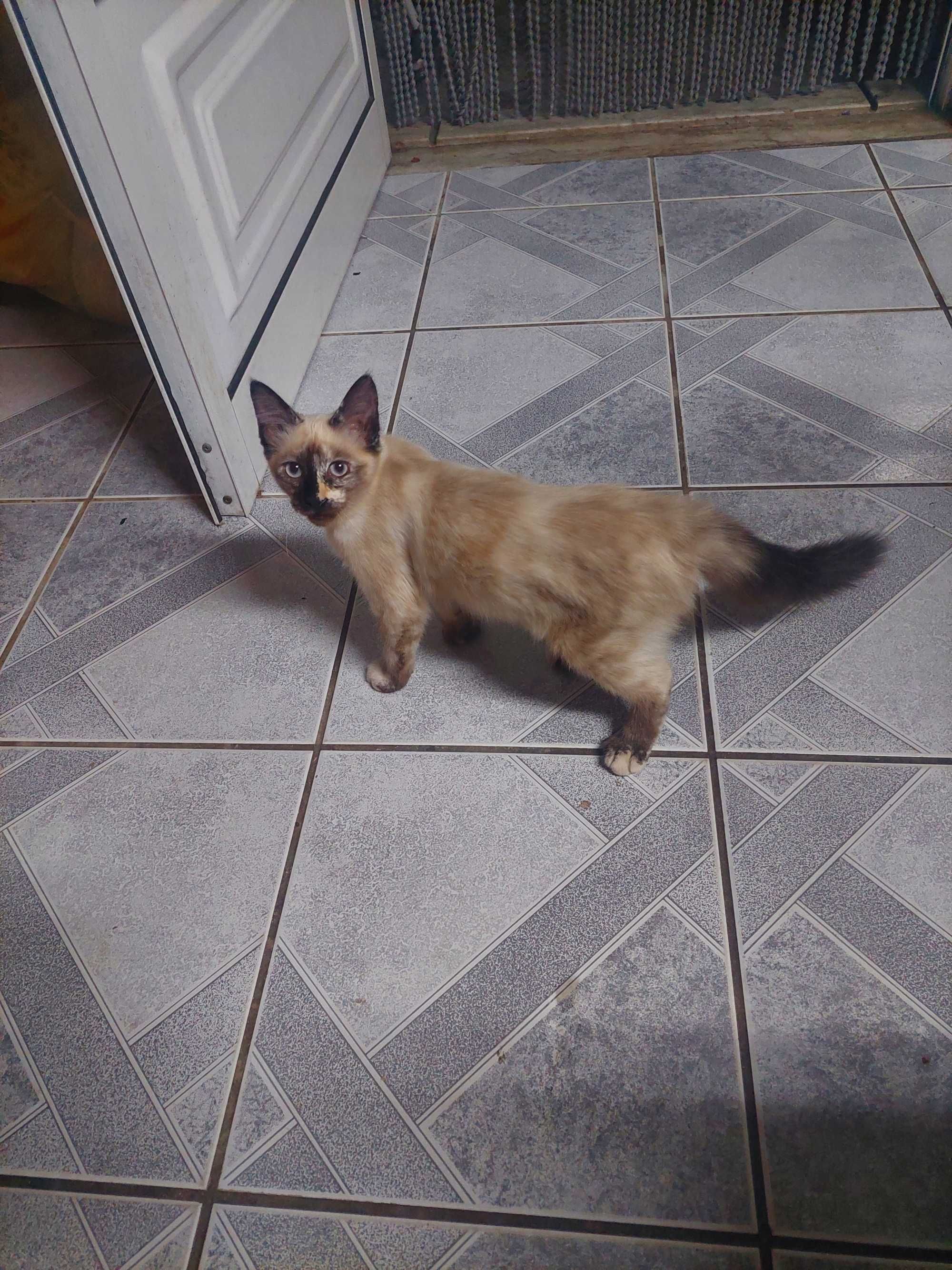 Gatinhas para adoçao