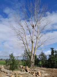 Corte e abate de árvores em situação difícil.