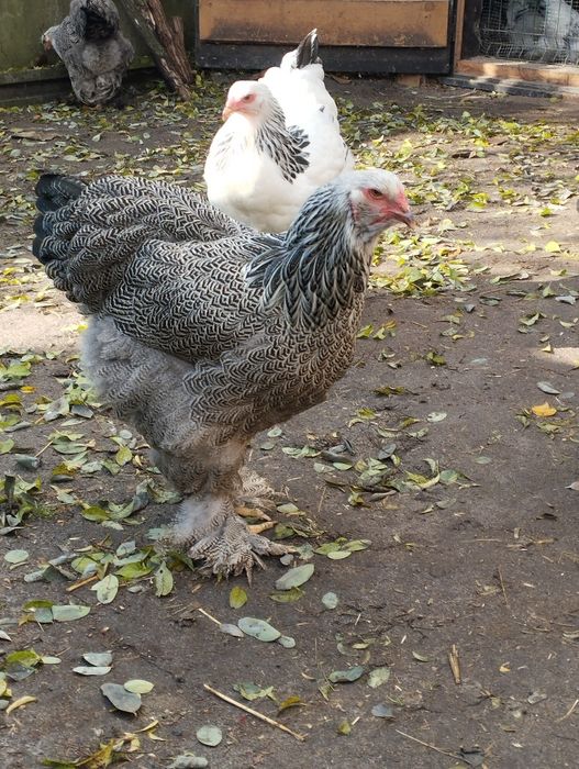 Młode kury i koguty Brahma