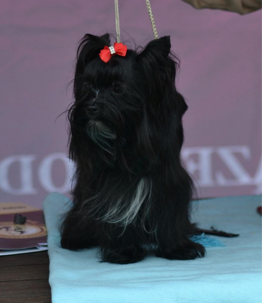 Suczka yorkshire terrier