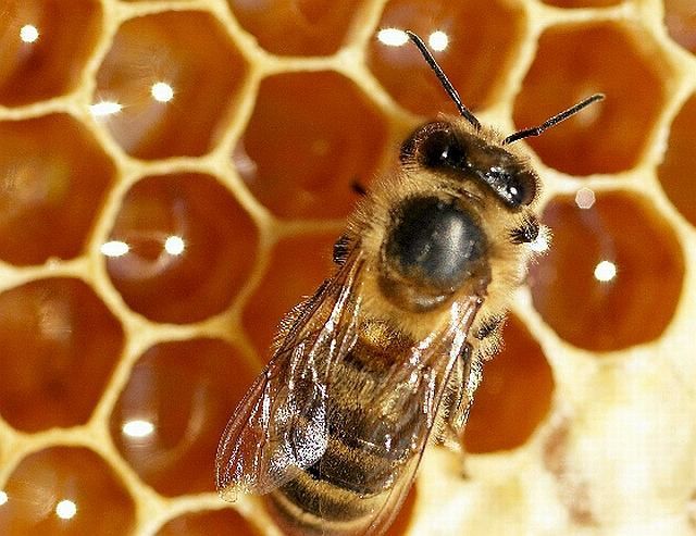 Miód pszczeli wielokwiatowy duże ilości