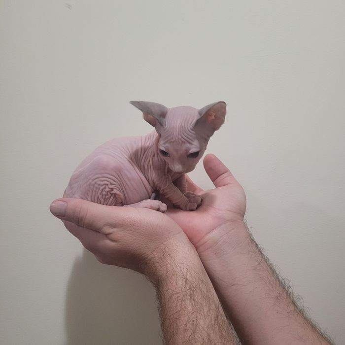 sphynx macho olhos azuis