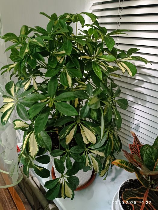 Шефлера  дві штуки в одному вазоні